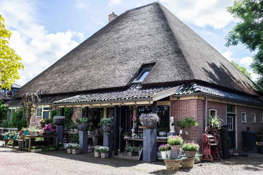 NIEUWE NIEDORP DORPSSTRAAT PIMPERNEL (2).jpg