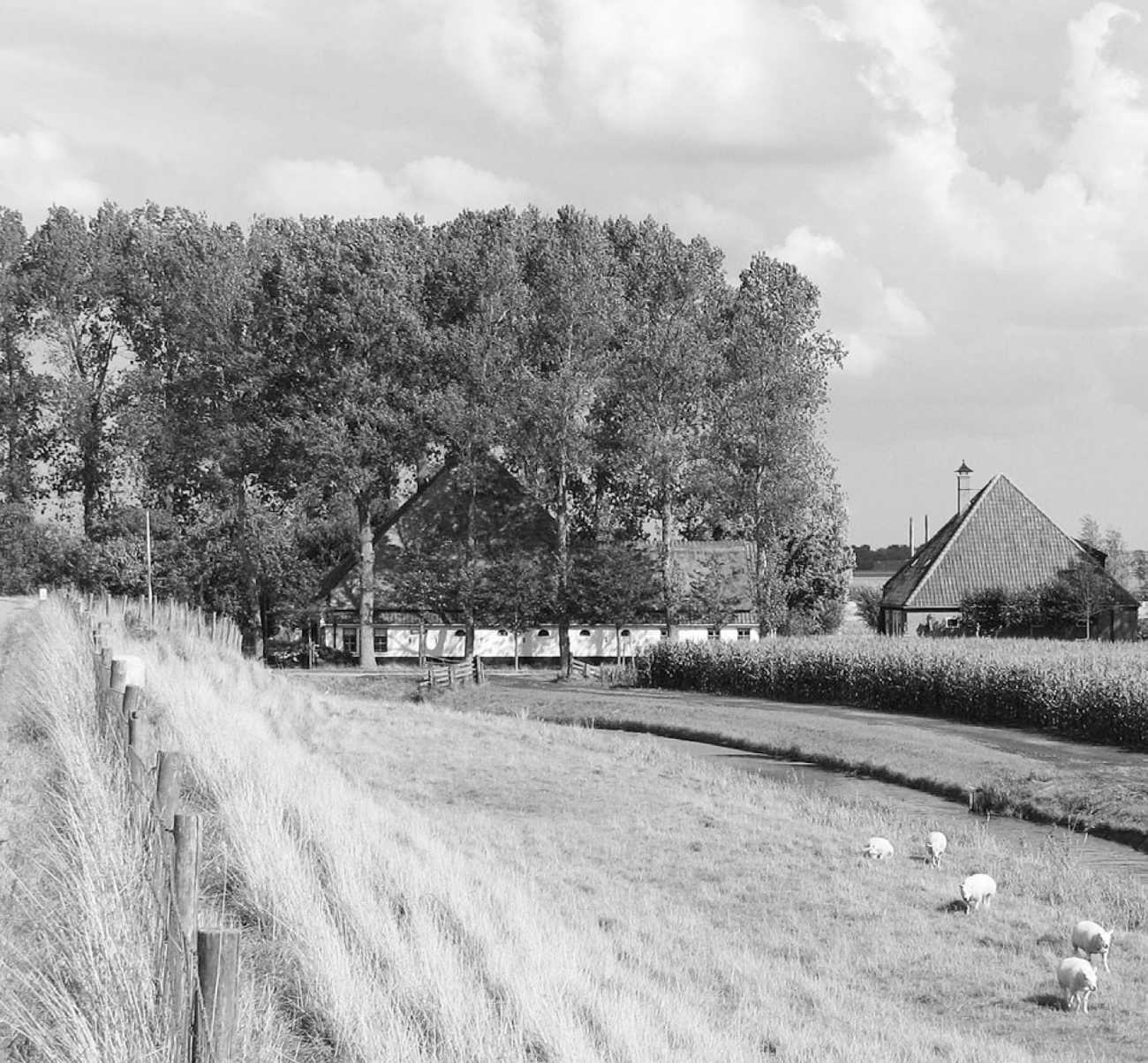 Nieuwsbrief 53, juni 2008