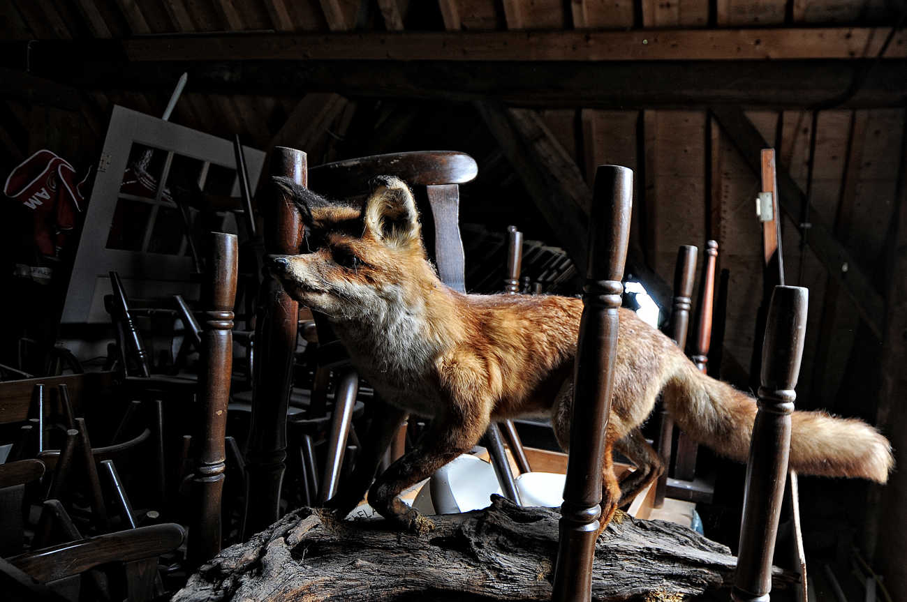 boerderijstichting 2018 DSC_8741.jpg